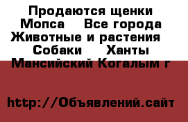 Продаются щенки Мопса. - Все города Животные и растения » Собаки   . Ханты-Мансийский,Когалым г.